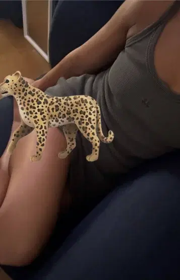 豹